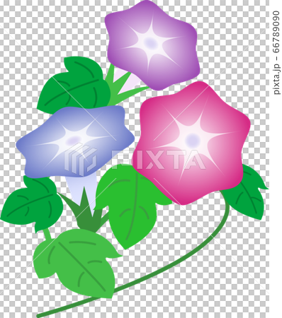 Flowers, morning glory Flowers, morning glory 66789090