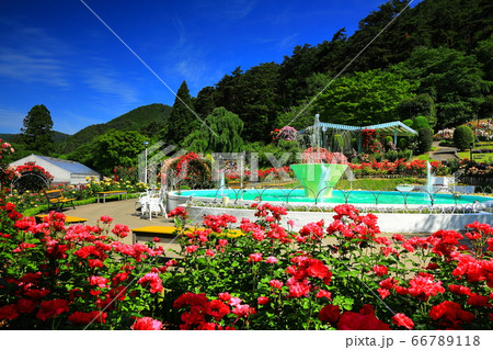 初夏の花巻温泉バラ園 66789118