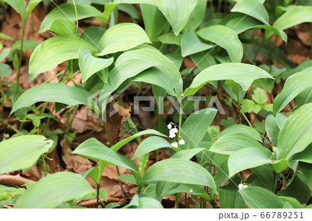 奈良県　スズラン群生地 66789251