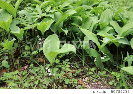 奈良県　スズラン群生地 66789252