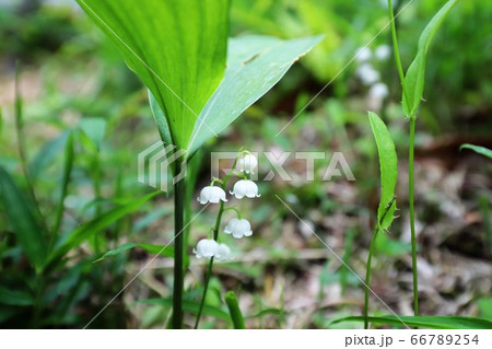 奈良県　スズラン群生地 66789254
