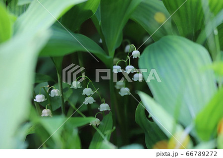 奈良県 スズラン群生地 奈良県 スズラン群生地 66789272