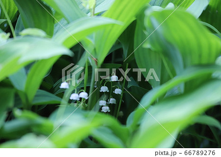奈良県　スズラン群生地 66789276