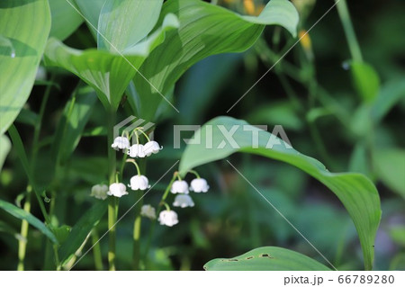 奈良県　スズラン群生地 66789280