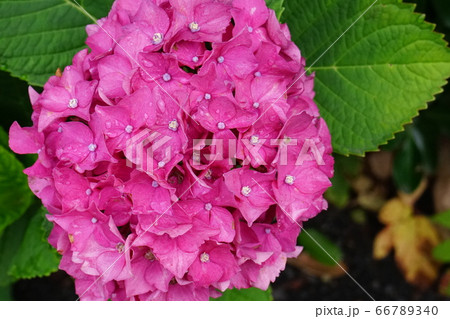 アジサイの花 桃色 アジサイの花 桃色 66789340
