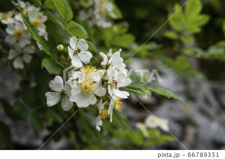 野バラの花をクローズアップの写真素材