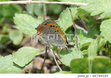 ベニシジミ 66789394