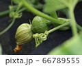 カボチャ 66789555