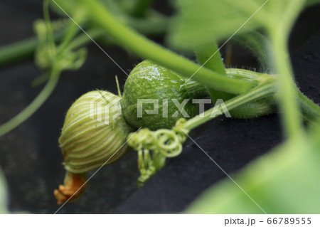 カボチャ 66789555