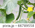 キュウリ 66789558
