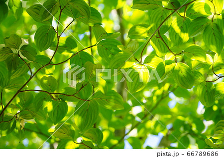 ヤマボウシの新緑ー8 ヤマボウシの新緑ー8 66789686