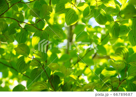 ヤマボウシの新緑ー10 ヤマボウシの新緑ー10 66789687