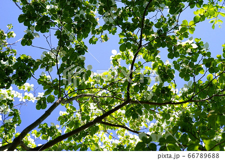 ヤマボウシの花ー2 ヤマボウシの花ー2 66789688