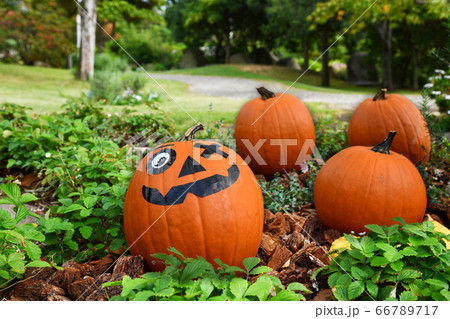 森のハロウィン 66789717