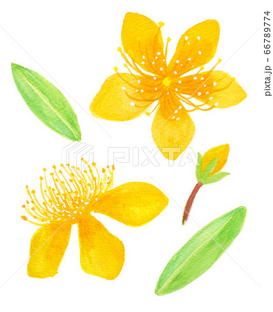 ビヨウヤナギ 66789774