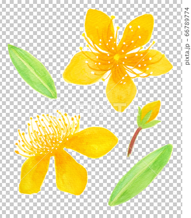 ビヨウヤナギ 66789774