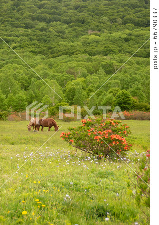 安比高原の春②／放牧馬とレンゲツツジ／中のばきば／安比高原／八幡平市／岩手県 66790337