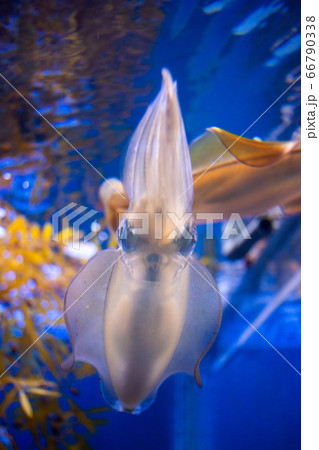 アオリイカを下からあおって撮りました① アオリイカを下からあおって撮りました① 66790338