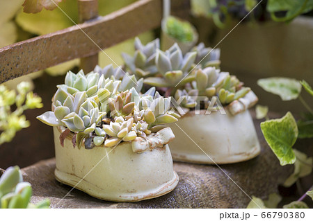 可愛い多肉植物 ガーデニングイメージの写真素材