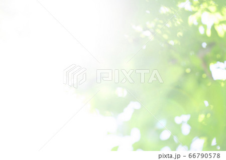 新緑　太陽　フレア　 66790578
