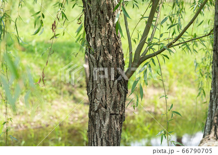 シダレヤナギ：枝垂れ柳（ヤナギ科）木肌・木膚・木のはだ・外皮・樹皮・木目  66790705