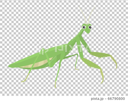 Mantis illustration Mantis illustration 66790800