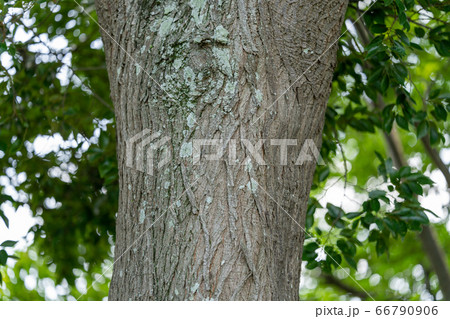 センダン 栴檀 センダン科センダン属 木肌 木膚 木のはだ 外皮 樹皮 木目 の写真素材