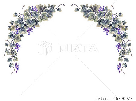 葡萄のイラストのフレーム01-1（白線） 66790977