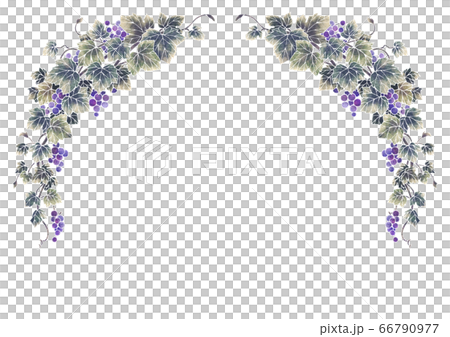 葡萄のイラストのフレーム01-1（白線） 66790977