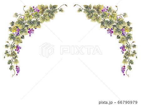 葡萄のイラストのフレーム12 1 白線 のイラスト素材