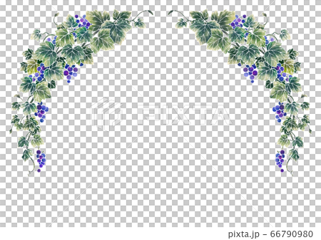 Frame of grape illustration 07-1 (white line) 66790980