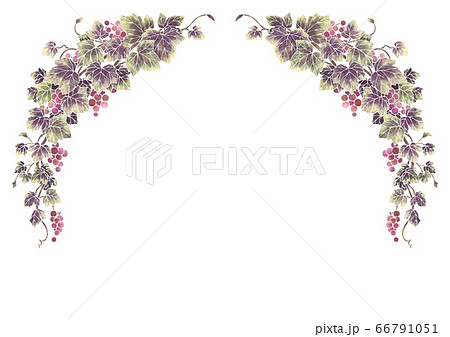 葡萄のイラストのフレーム06-1(白線) 葡萄のイラストのフレーム06-1(白線) 66791051