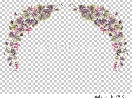 葡萄のイラストのフレーム06-1(白線) 葡萄のイラストのフレーム06-1(白線) 66791051