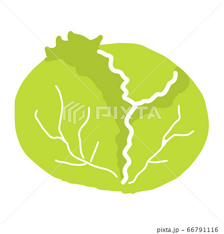 キャベツイラストアイコンのイラスト素材