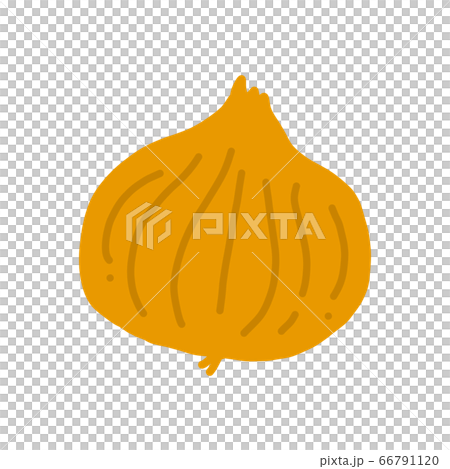 Onion illustration icon 66791120