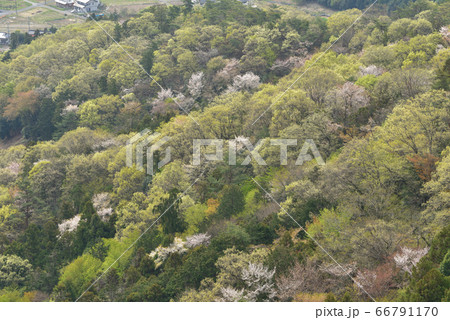 山桜のく新緑の大小山 山頂付近から東側斜面を見る 山桜のく新緑の大小山 山頂付近から東側斜面を見る 66791170