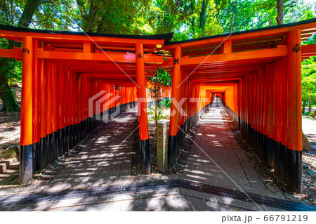 伏見稲荷大社の千本鳥居 66791219