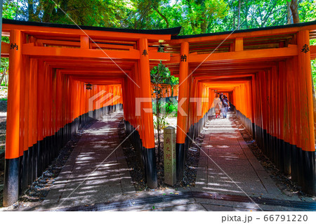 伏見稲荷大社の千本鳥居 66791220