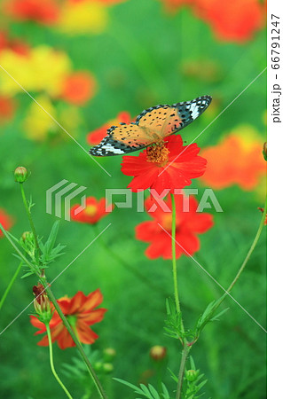 花と蝶 花 蝶 花畑 花と蝶 花 蝶 花畑 66791247