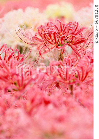 彼岸花 ヒガンバナ 曼珠沙華 ピンク色の花の写真素材