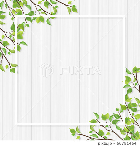 新緑のフレーム 白木 ホワイトライン 新緑のフレーム 白木 ホワイトライン 66791464