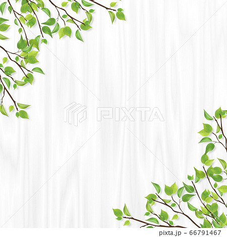 新緑のフレーム　白木 66791467