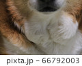 愛犬のコーギーです 66792003