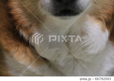 愛犬のコーギーです 66792003