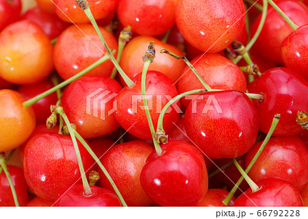盛られた さくらんぼ クローズアップ 66792228