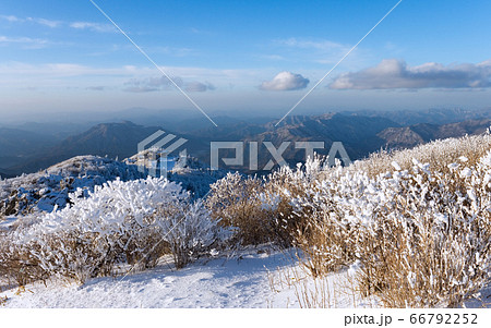 風景 木 空 66792252