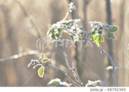 朝日の差す霜をまとった野ばらの葉っぱ 冬の渡良瀬遊水地の朝 朝日の差す霜をまとった野ばらの葉っぱ 冬の渡良瀬遊水地の朝 66792360