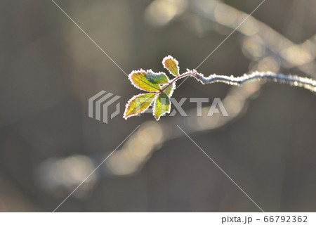 朝日の差す霜をまとった野ばらの葉っぱ 冬の渡良瀬遊水地の朝 朝日の差す霜をまとった野ばらの葉っぱ 冬の渡良瀬遊水地の朝 66792362
