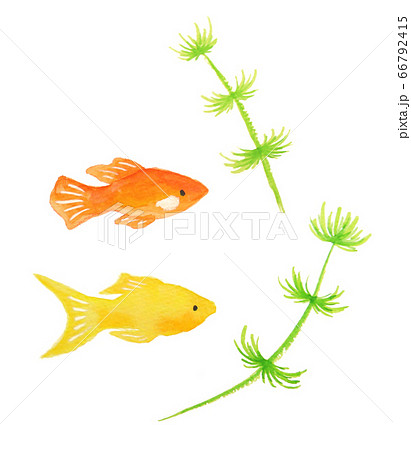 プラティ 66792415