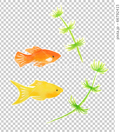 プラティ 66792415